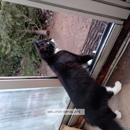 Photo 1/1 Chat retrouvé Trouvé à La genetouze