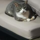 Photo de chat trouvé à Bischoffsheim