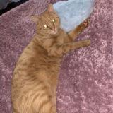 Photo de chat perdu à Colomiers