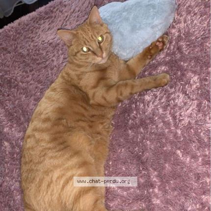 Photo 1/1 Chat retrouvé Perdu à Colomiers