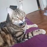 Photo de chat perdu à Massy