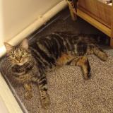 Photo de chat perdu à Pontault Combault