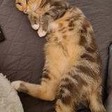 Photo de chat perdu à Saulchery