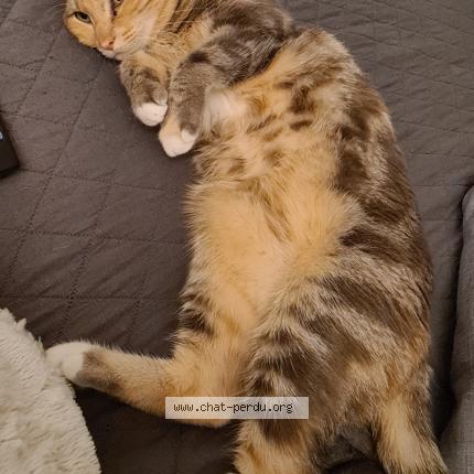 Photo 1/1 Chat retrouvé Perdu à Saulchery