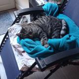 Photo de chat perdu à Cahors