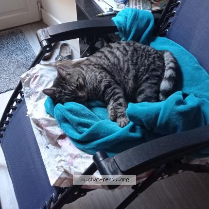 Photo de chat perdu à Cahors