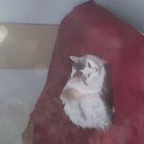 Photo de chat trouvé à St Denis