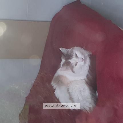 Photo 1/1 Chat retrouvé Trouvé à St Denis