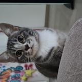 Photo de chat perdu à Moussy Le Neuf