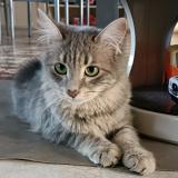 Photo de chat perdu à Istres