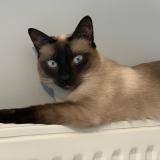 Photo de chat perdu à Orleans