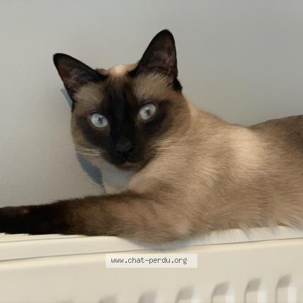 Photo de chat perdu à Orleans