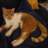 Photo de chat perdu à Sucy En Brie