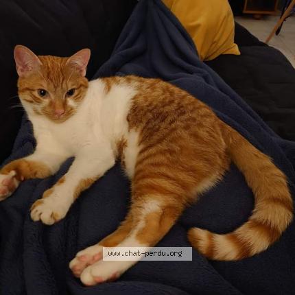 Photo de chat perdu à Sucy En Brie