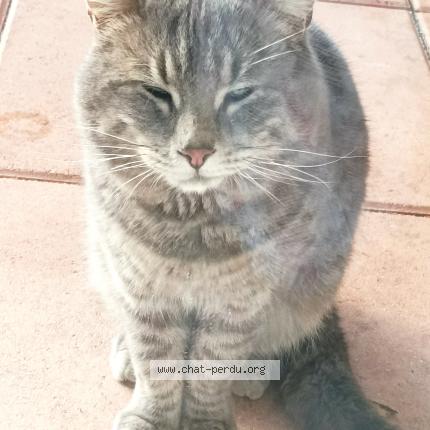 Chat Trouve A Marseille Chat Perdu France