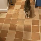 Photo de chat perdu à Nantes