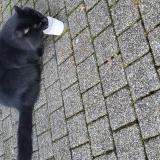 Photo de chat trouvé à Lille