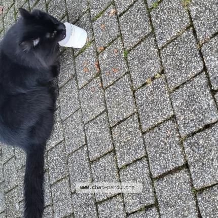 Photo 1/1 Chat retrouvé Trouvé à Lille