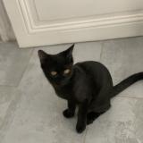 Photo de chat perdu à Thiais 94320