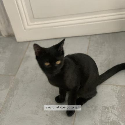 Photo 1/1 Chat retrouvé Perdu à Thiais 94320