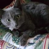 Photo de chat trouvé à Cuverville