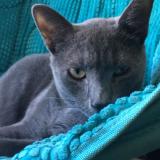 Photo de chat perdu à Greenville