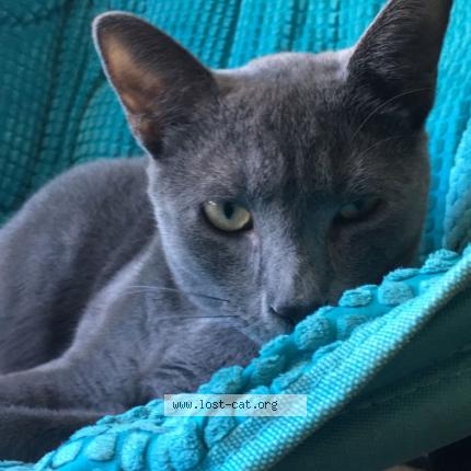 Photo 1/1 Dooey Chat perdu à Greenville