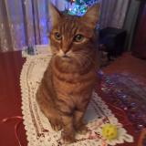 Photo de chat perdu à Le Plessis Trevise