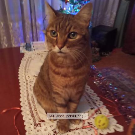 Photo 1/1 Chat retrouvé Perdu à Le Plessis Trevise