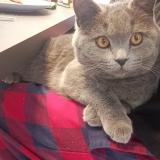 Photo de chat perdu à Cherbourg En Cotentin