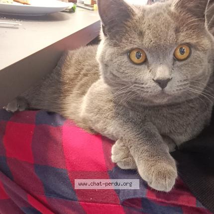 Photo 1/1 Chat retrouvé Perdu à Cherbourg En Cotentin