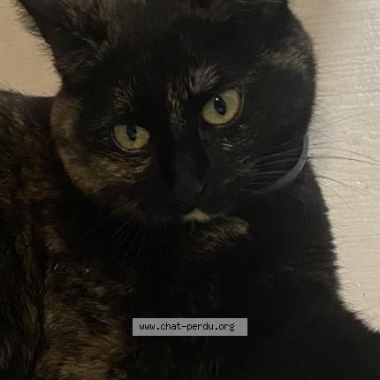 Photo 1/1 Chat retrouvé Perdu à Montreuil