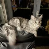 Photo de chat perdu à Sainte Croix Du Mont