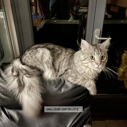 Photo 1/1 Chat retrouvé Perdu à Sainte Croix Du Mont