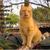 Photo de chat perdu à Vignols