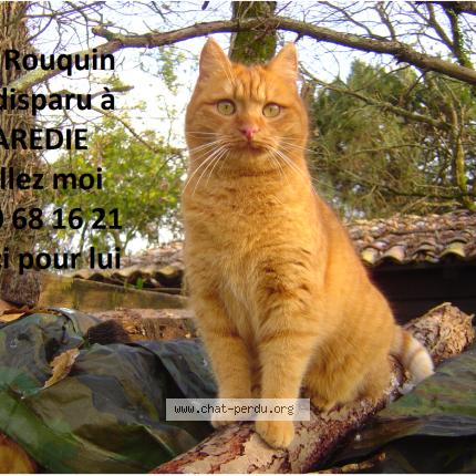 Photo 1/1 Chat retrouvé Perdu à Vignols