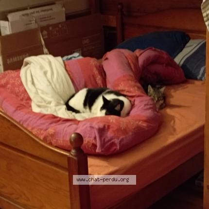 Photo 1/1 Chat retrouvé Perdu à Beziers