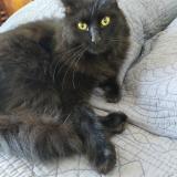 Photo de chat perdu à Trizay