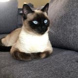 Photo de chat perdu à Mordelles