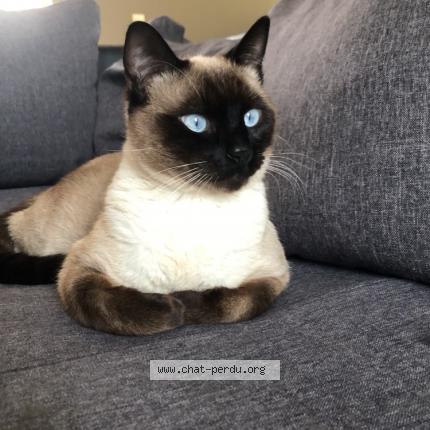 Photo 1/1 Chat retrouvé Perdu à Mordelles