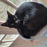 Photo de chat perdu à Rochechouart