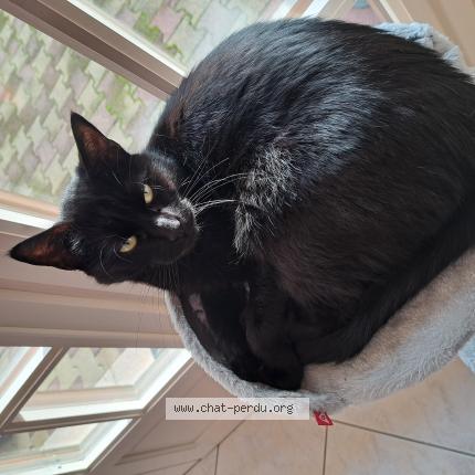 Photo de chat perdu à Rochechouart