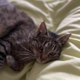 Photo de chat perdu à Merignac