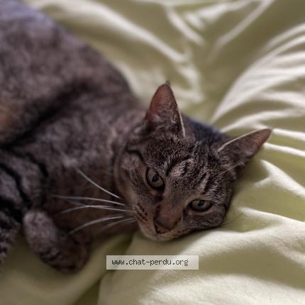 Photo 1/1 Chat retrouvé Perdu à Merignac