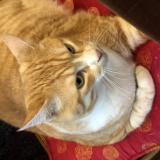 Photo de chat perdu à Avrille