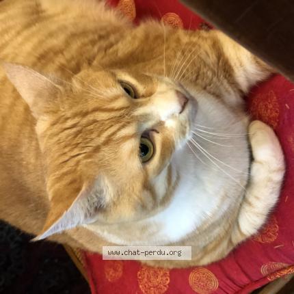 Photo 1/1 Chat retrouvé Perdu à Avrille