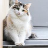 Photo de chat perdu à Troyes