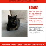 Photo de chat perdu à Rennes