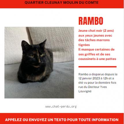 Photo 1/1 Chat retrouvé Perdu à Rennes