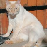 Photo de chat perdu à Albias